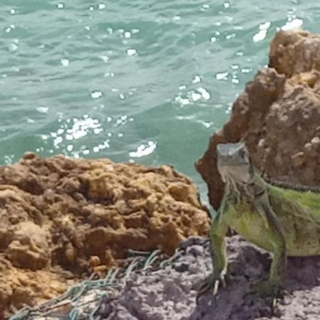 Les Pieds Dans L'Eau Chez Syl Apartment Le Moule Luaran gambar