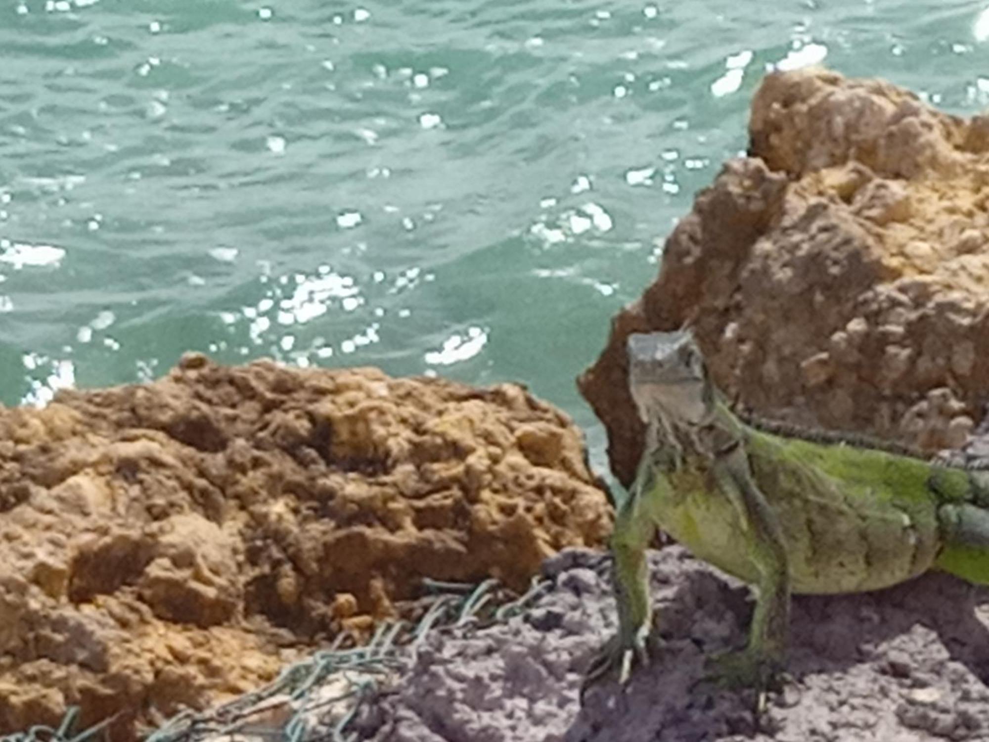 Les Pieds Dans L'Eau Chez Syl Apartment Le Moule Luaran gambar